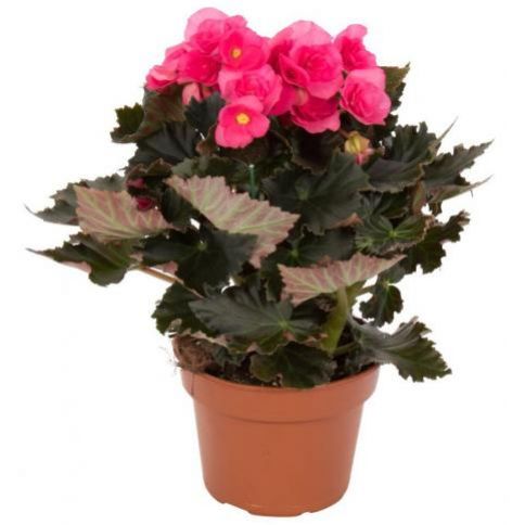 Begonia zimowa - begonia-zimowa[1].jpg